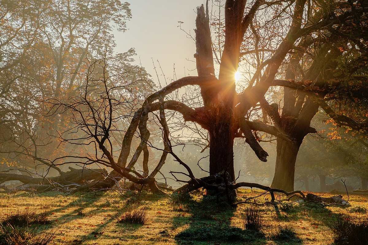 Sun rising behind a gnarled, leafless tree in misty autumn woodland, casting long shadows over dry golden grass.